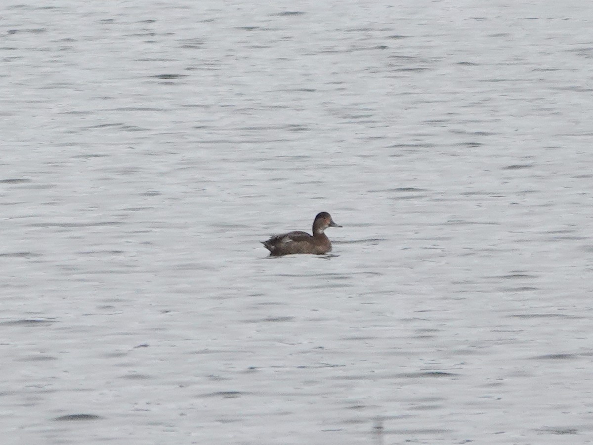 Redhead - ML644885415