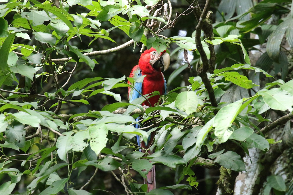 Scarlet Macaw - ML644885423