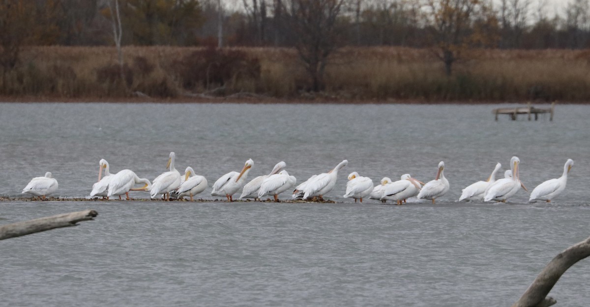 American White Pelican - ML644885447