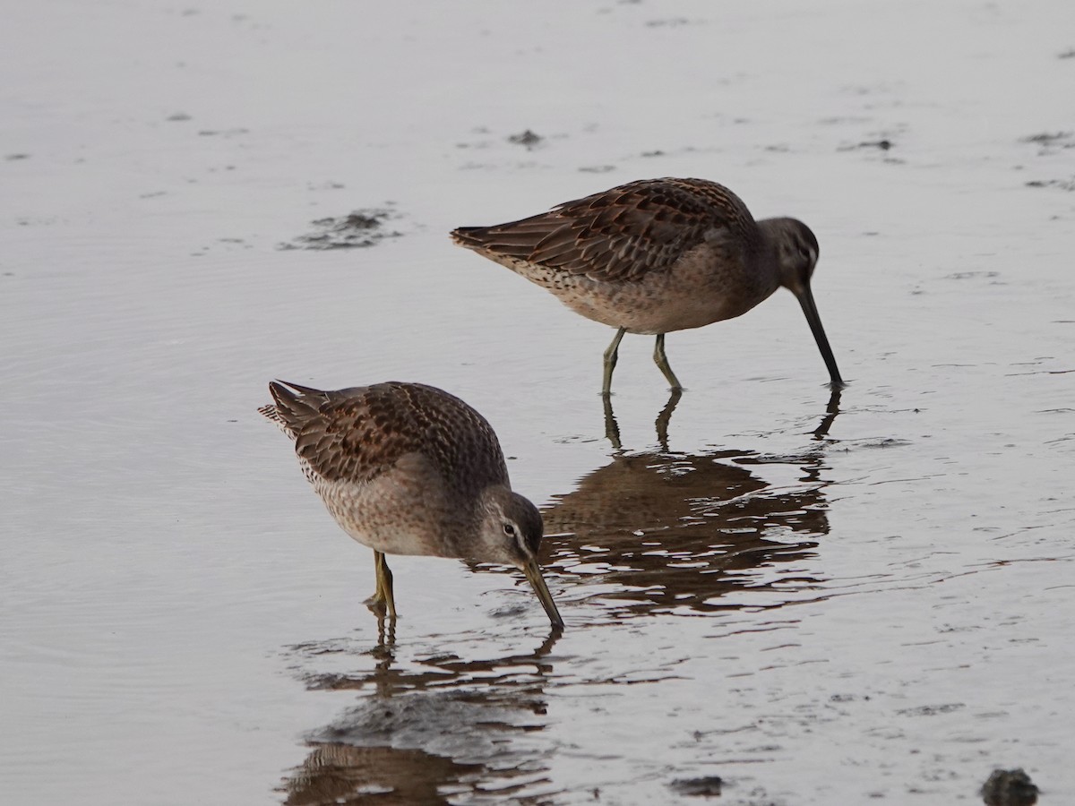 Long-billed Dowitcher - ML644885454
