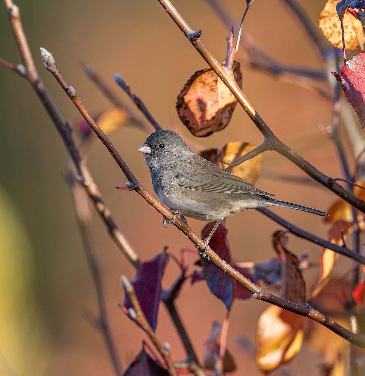 Dark-eyed Junco - ML644885468