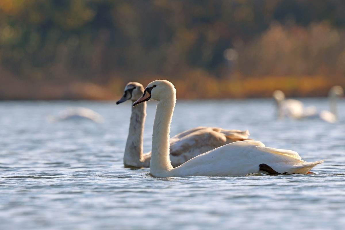 Mute Swan - ML644885469