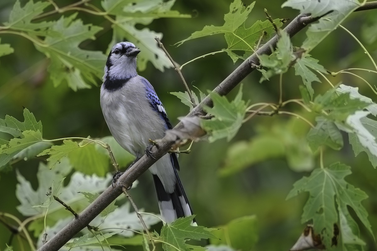 Blue Jay - ML644885483