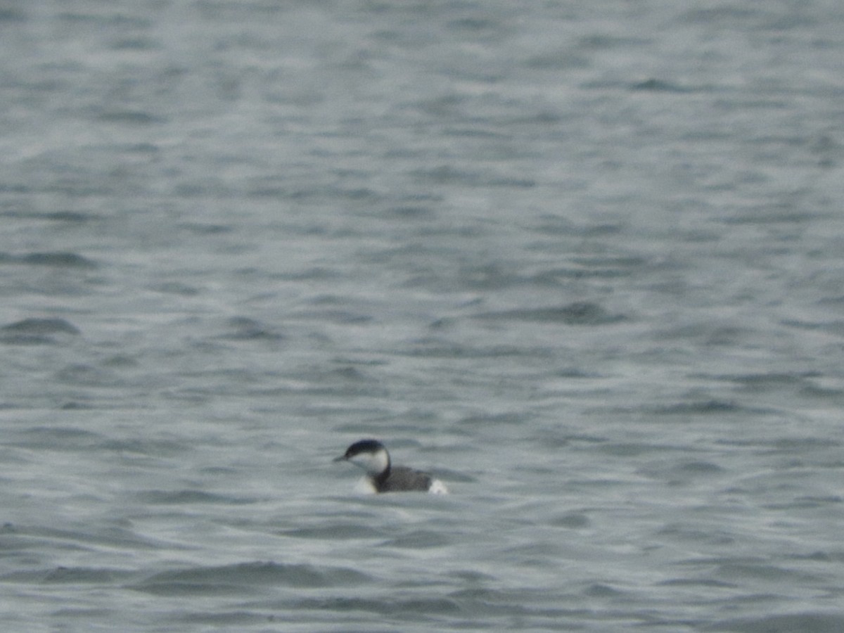 Zampullín Cuellirrojo - ML644885486