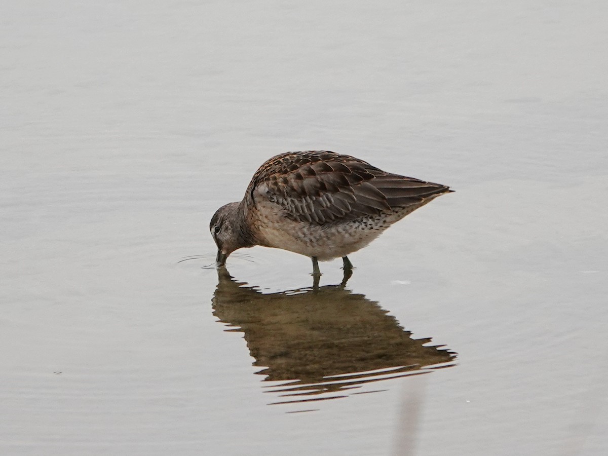 Long-billed Dowitcher - ML644885489