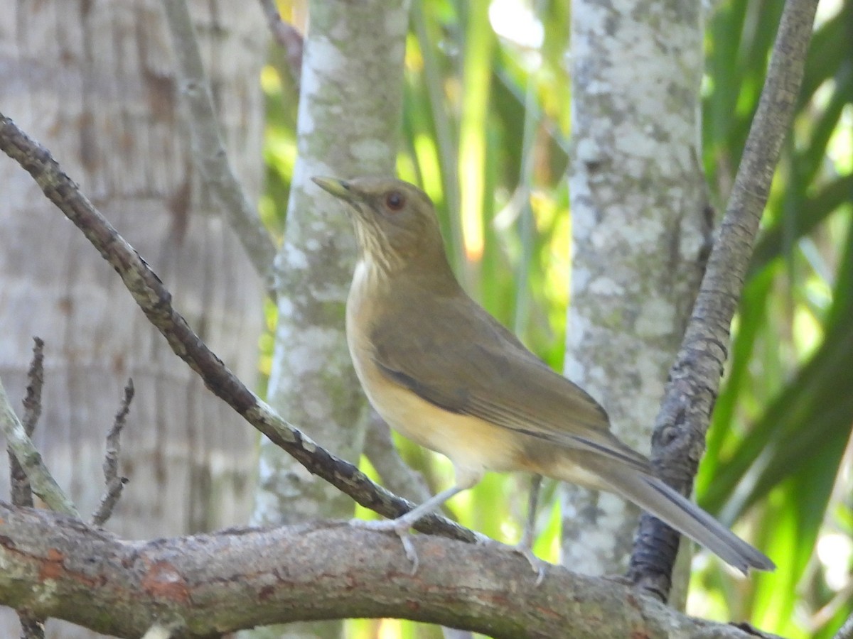 Clay-colored Thrush - ML644885493