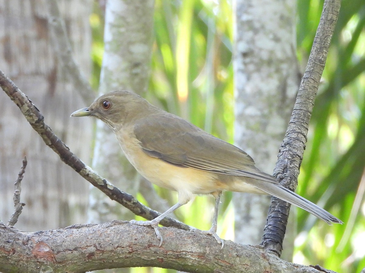 Clay-colored Thrush - ML644885494