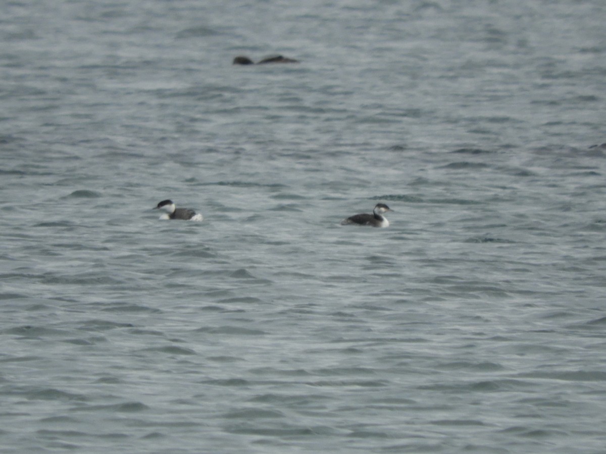 Zampullín Cuellirrojo - ML644885499