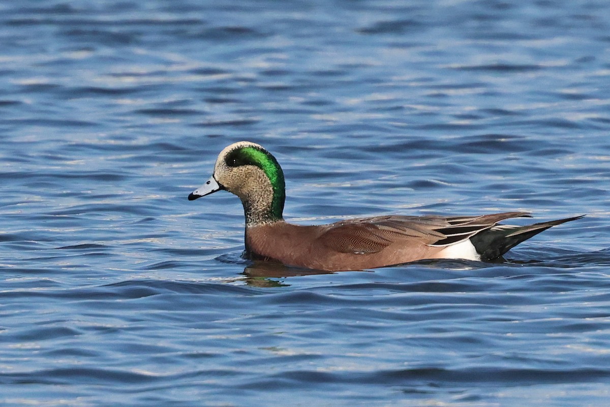 American Wigeon - ML644885506