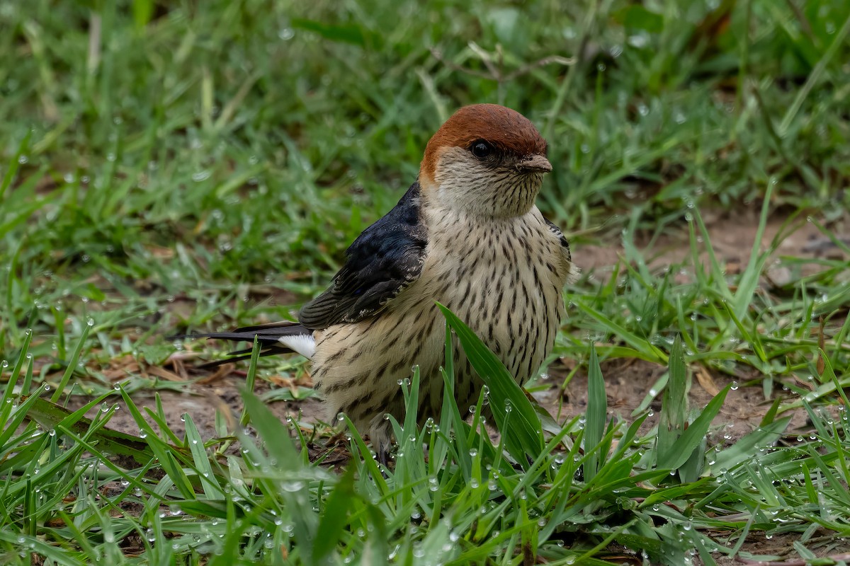 Greater Striped Swallow - ML644885512