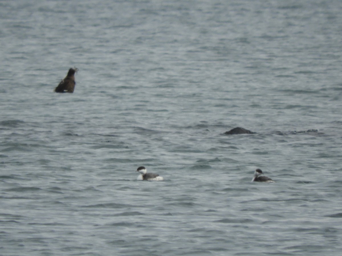 Zampullín Cuellirrojo - ML644885530