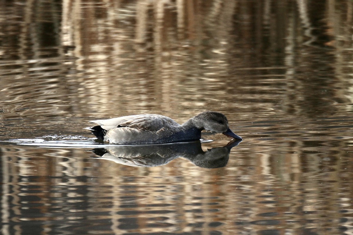 Gadwall (Common) - ML644885535