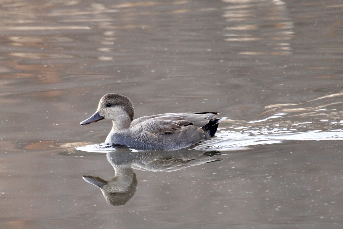 Gadwall (Common) - ML644885536