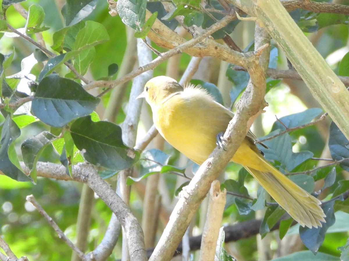 Hooded Oriole - ML644885543