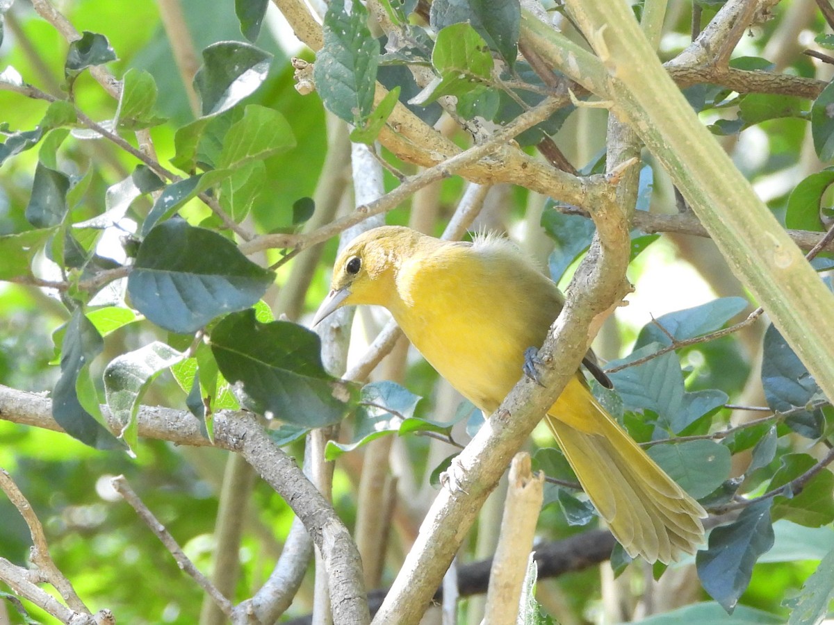 Hooded Oriole - ML644885544