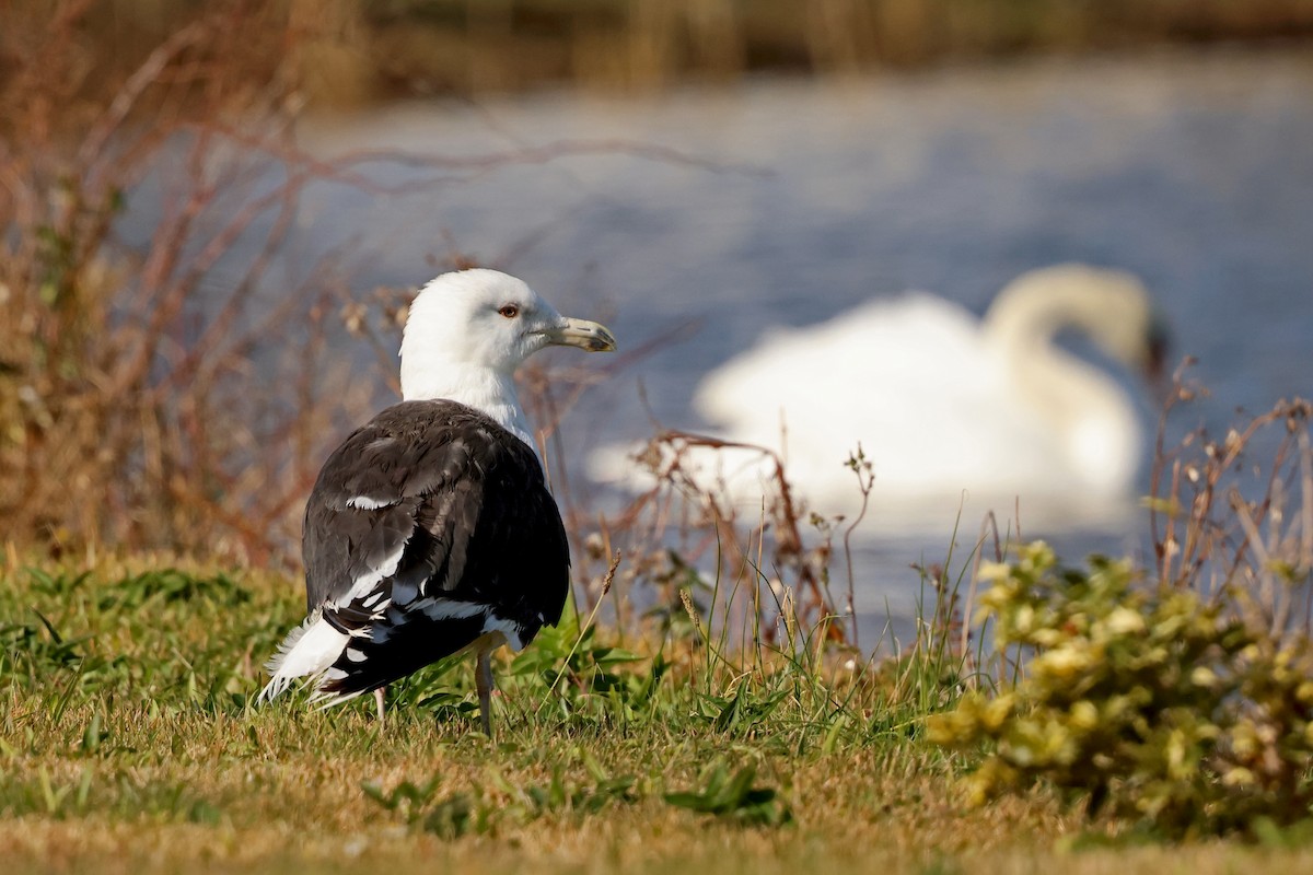 Great Black-backed Gull - ML644885547