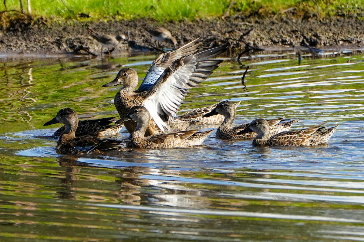 Синекрылый чирок - ML644885548