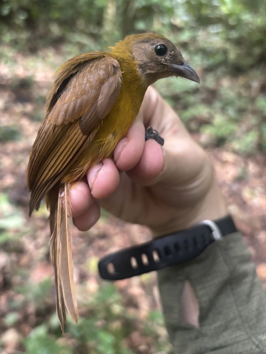 White-winged Shrike-Tanager - ML644885552