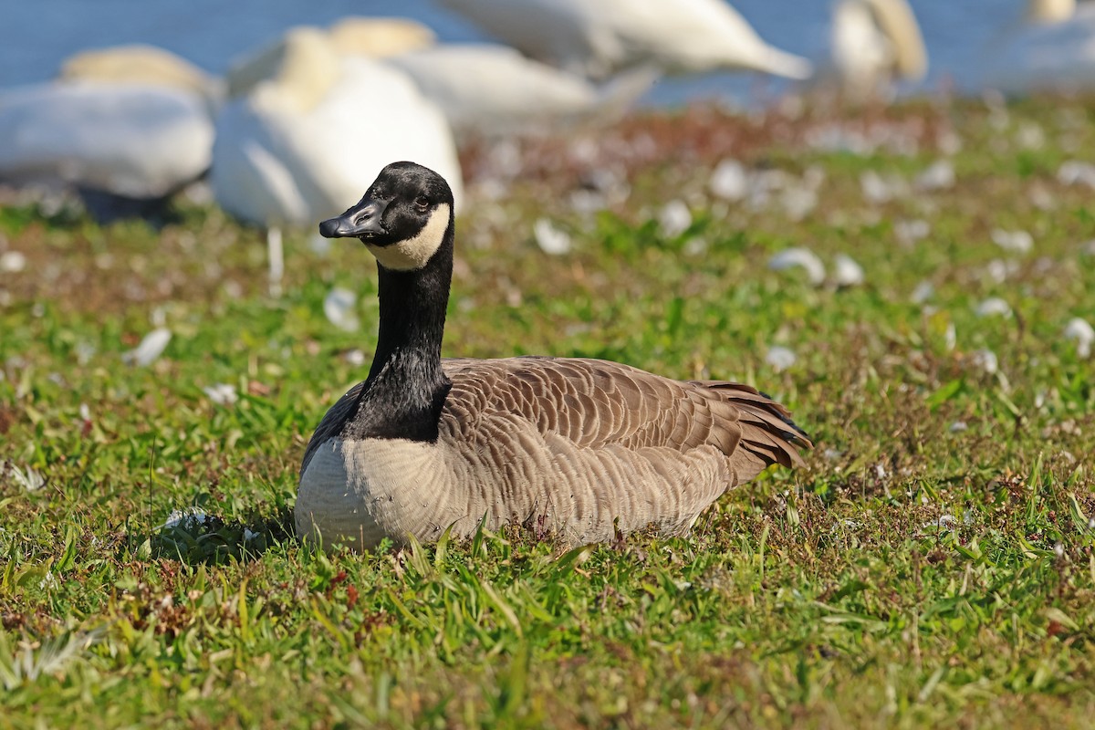 Canada Goose - ML644885564