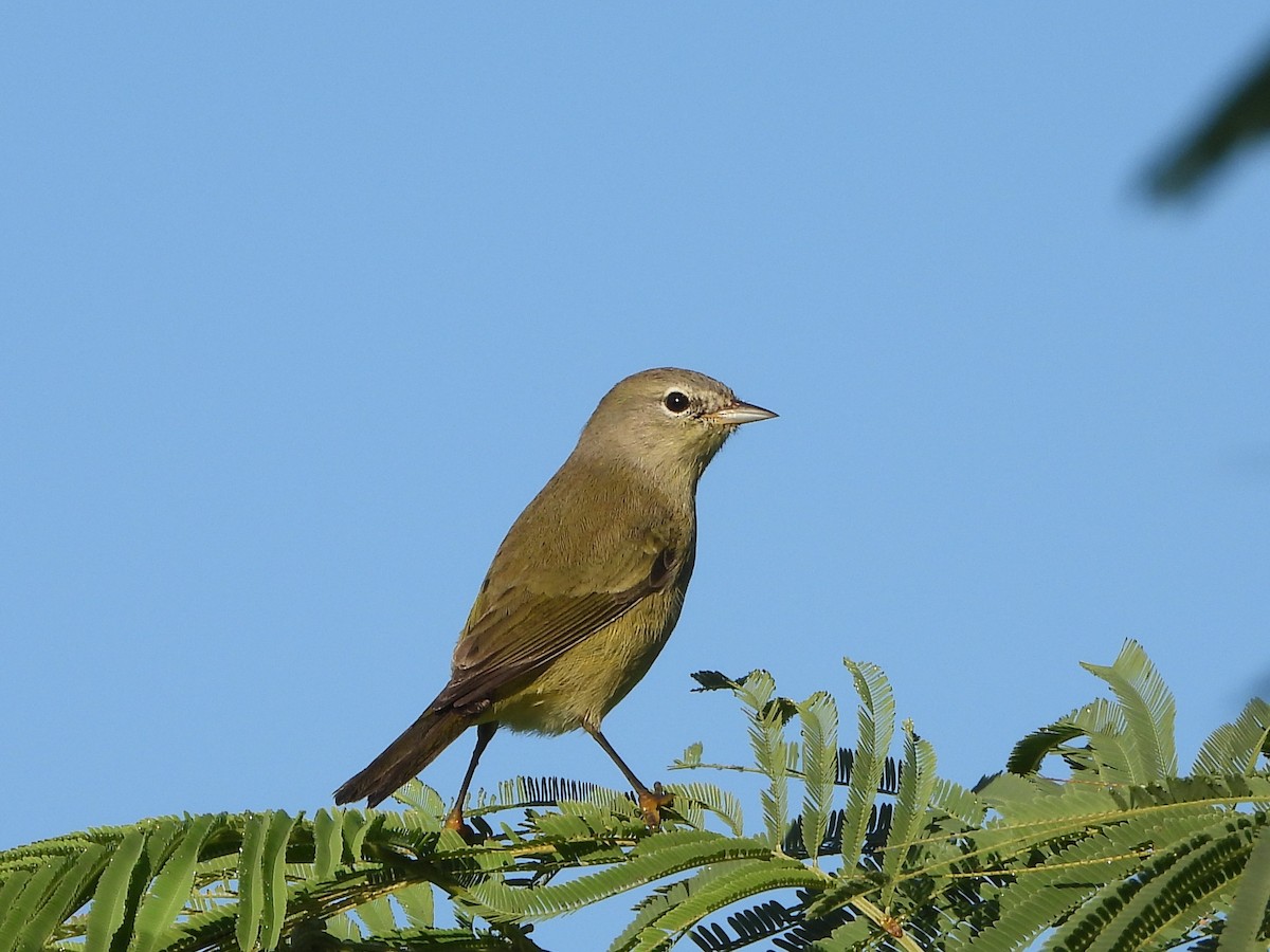 Orange-crowned Warbler - ML644885567
