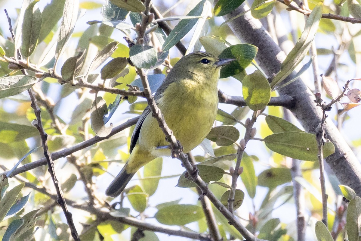 Orange-crowned Warbler - ML644885579