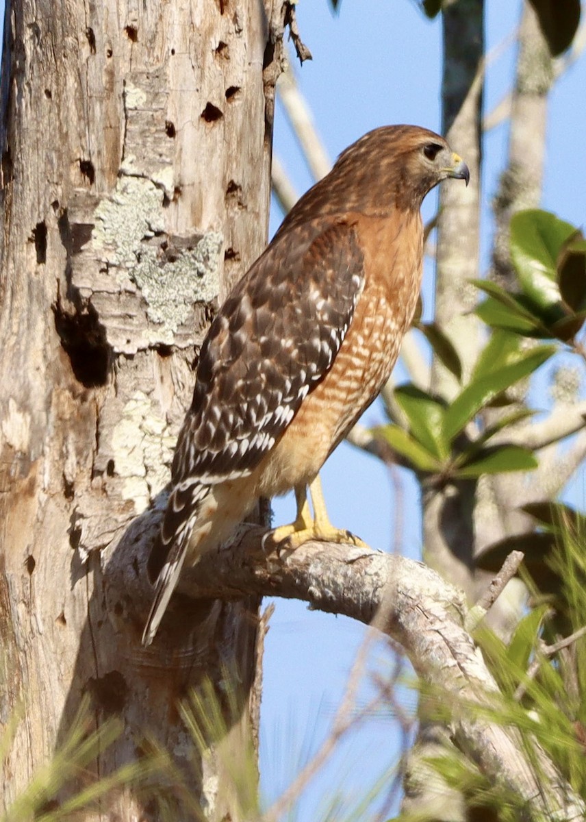 káně páskovaná - ML644885582