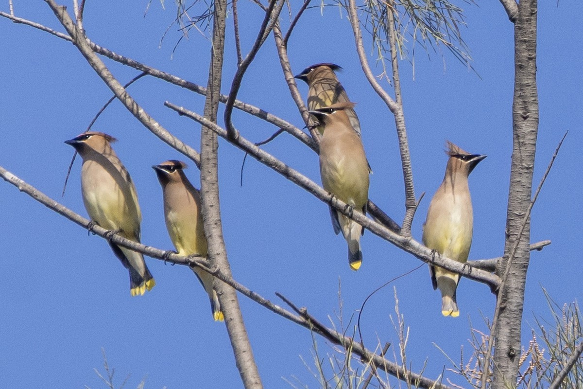 Jaseur d'Amérique - ML644885587