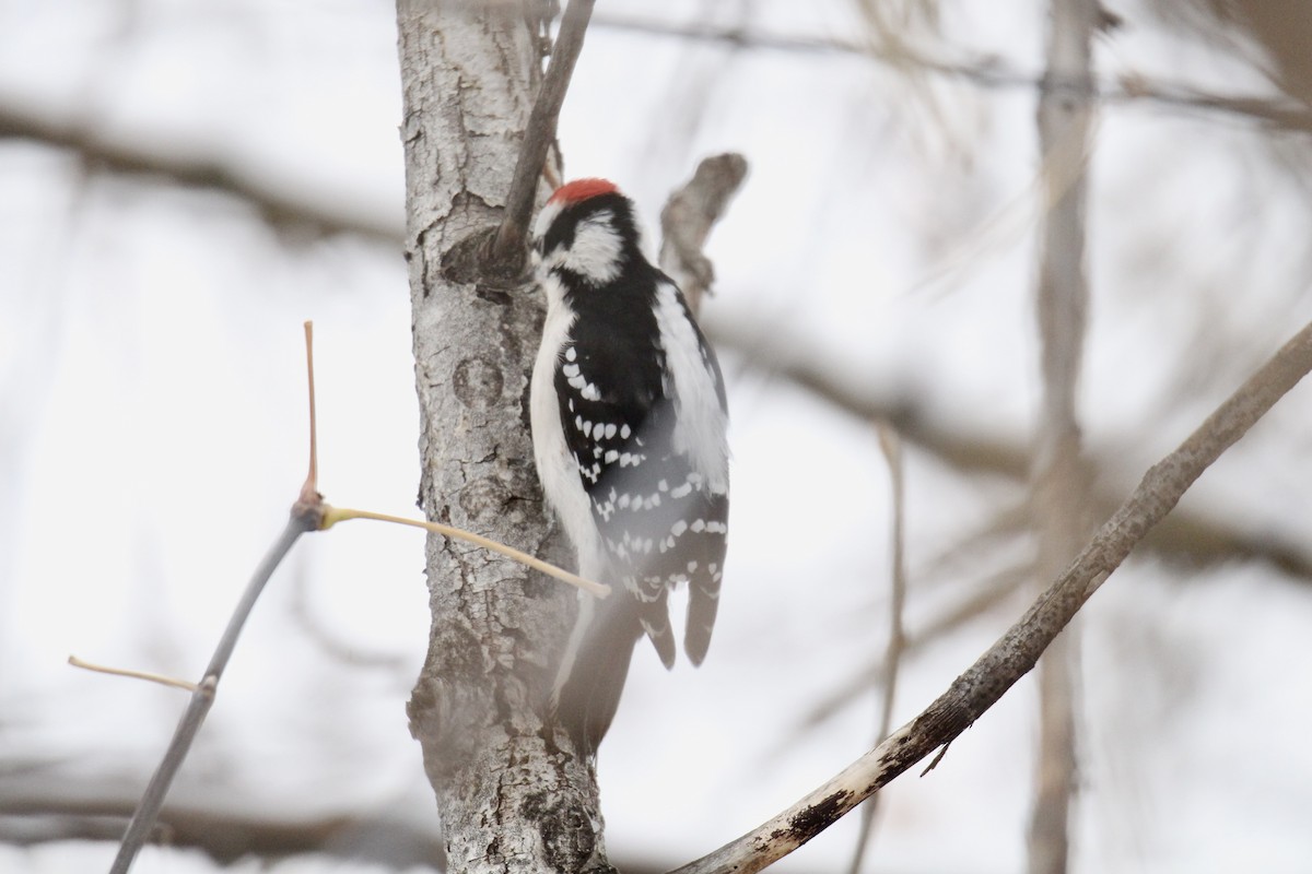 Dunenspecht (pubescens/medianus) - ML644885591