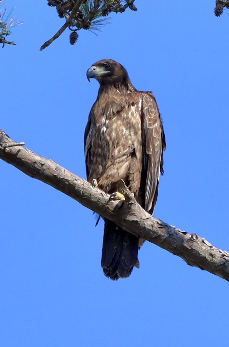 orel bělohlavý - ML644885596