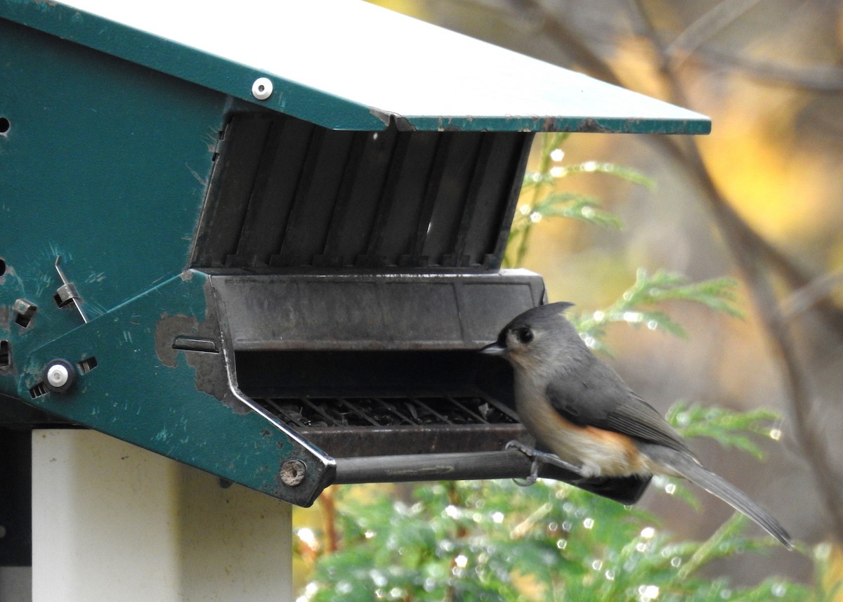 Tufted Titmouse - ML644885597