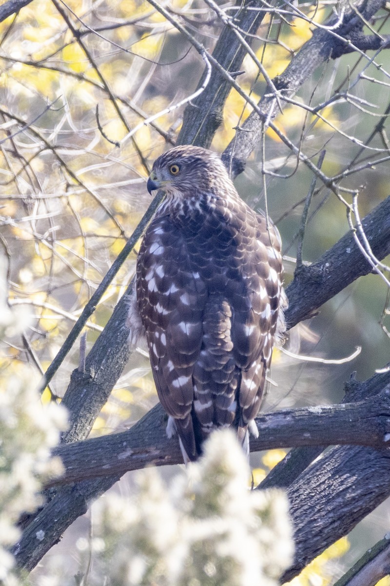 Cooper's Hawk - ML644885618