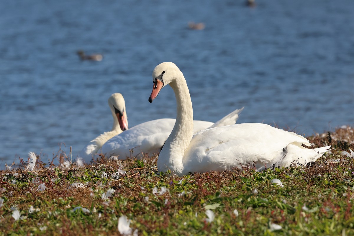 Mute Swan - ML644885624