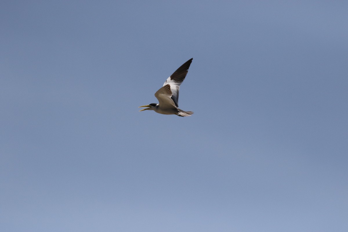 Large-billed Tern - ML644885629