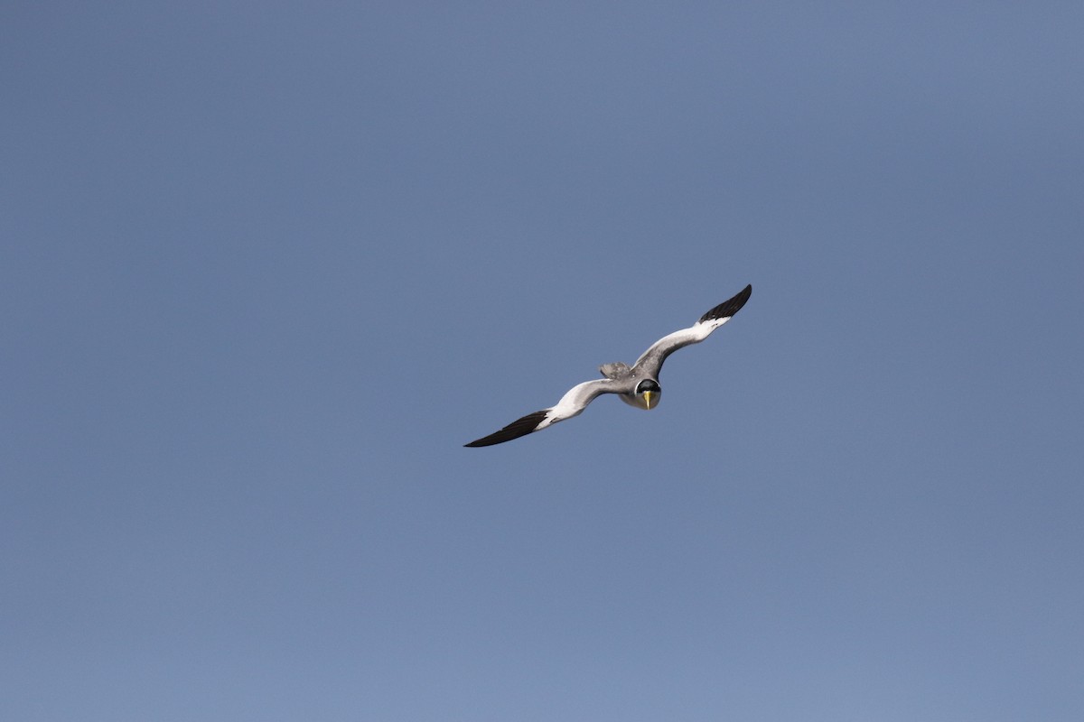 Large-billed Tern - ML644885630