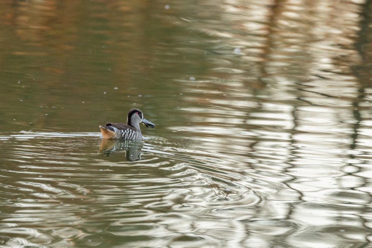 Pink-eared Duck - ML644885634