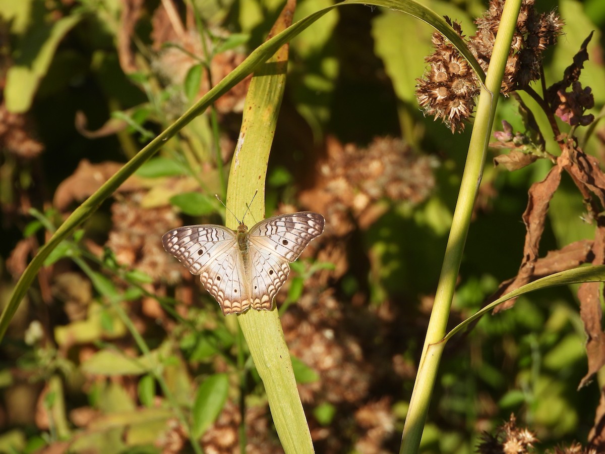 動物界 - ML644885637