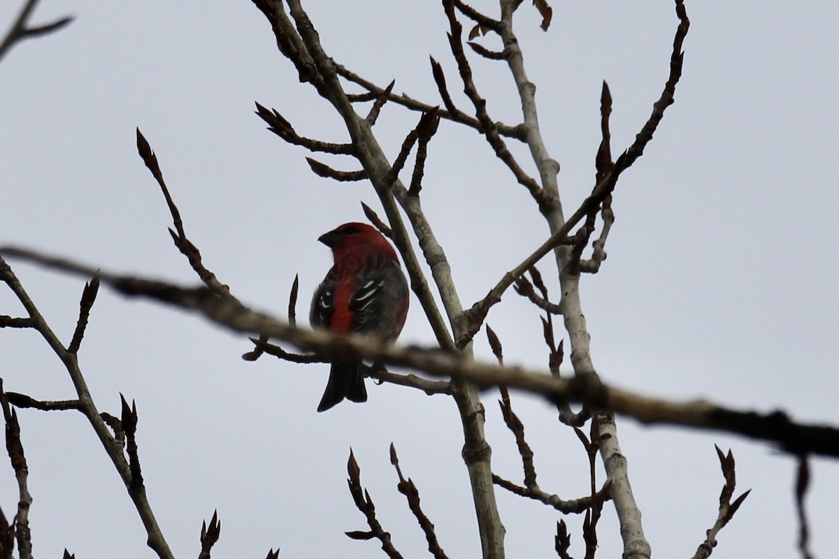 Pine Grosbeak - ML644885642