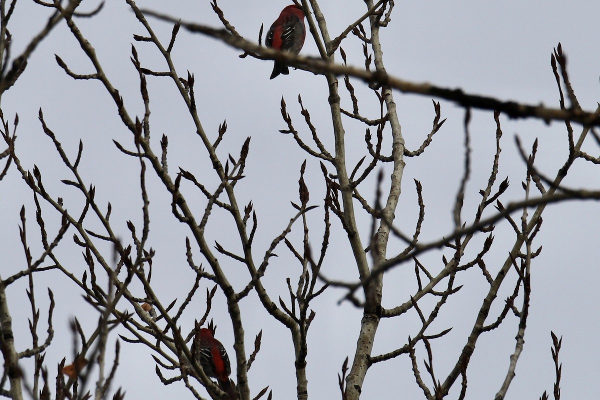 Pine Grosbeak - ML644885643