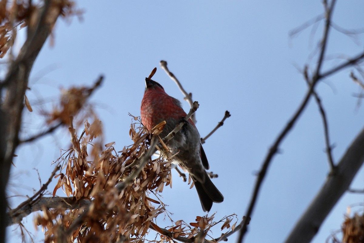 Pine Grosbeak - ML644885644