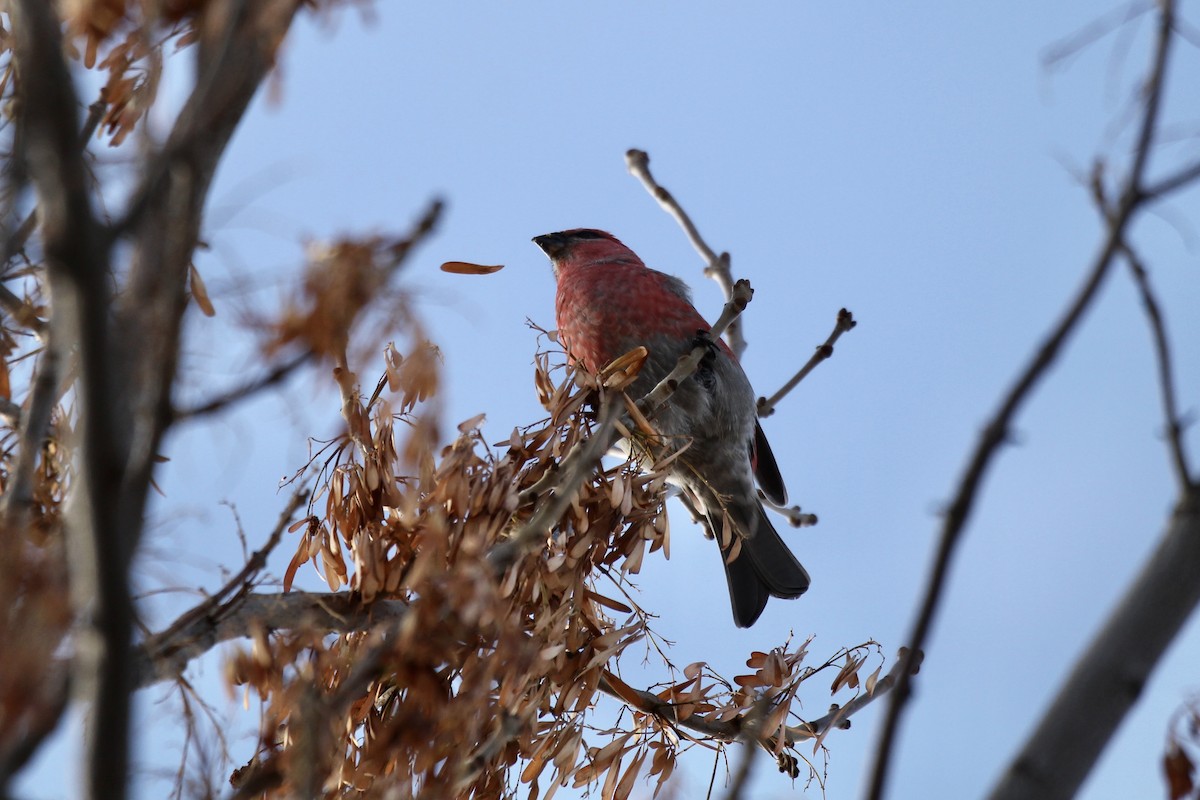Pine Grosbeak - ML644885645
