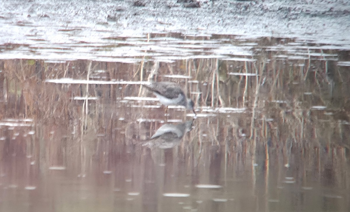 Lesser Yellowlegs - ML644885680