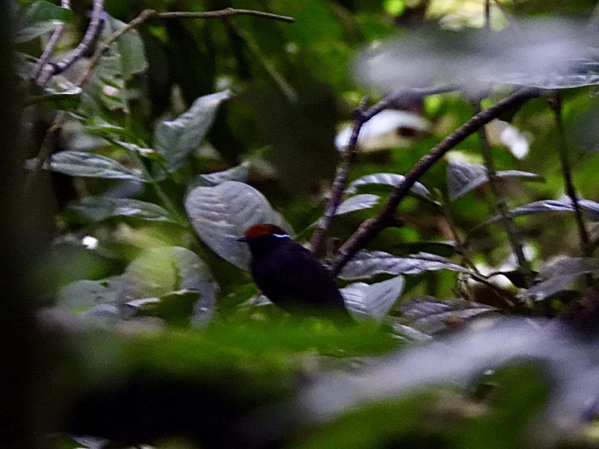 Chestnut-crowned Gnateater - ML644885684