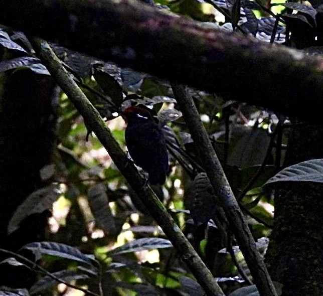 Chestnut-crowned Gnateater - ML644885685