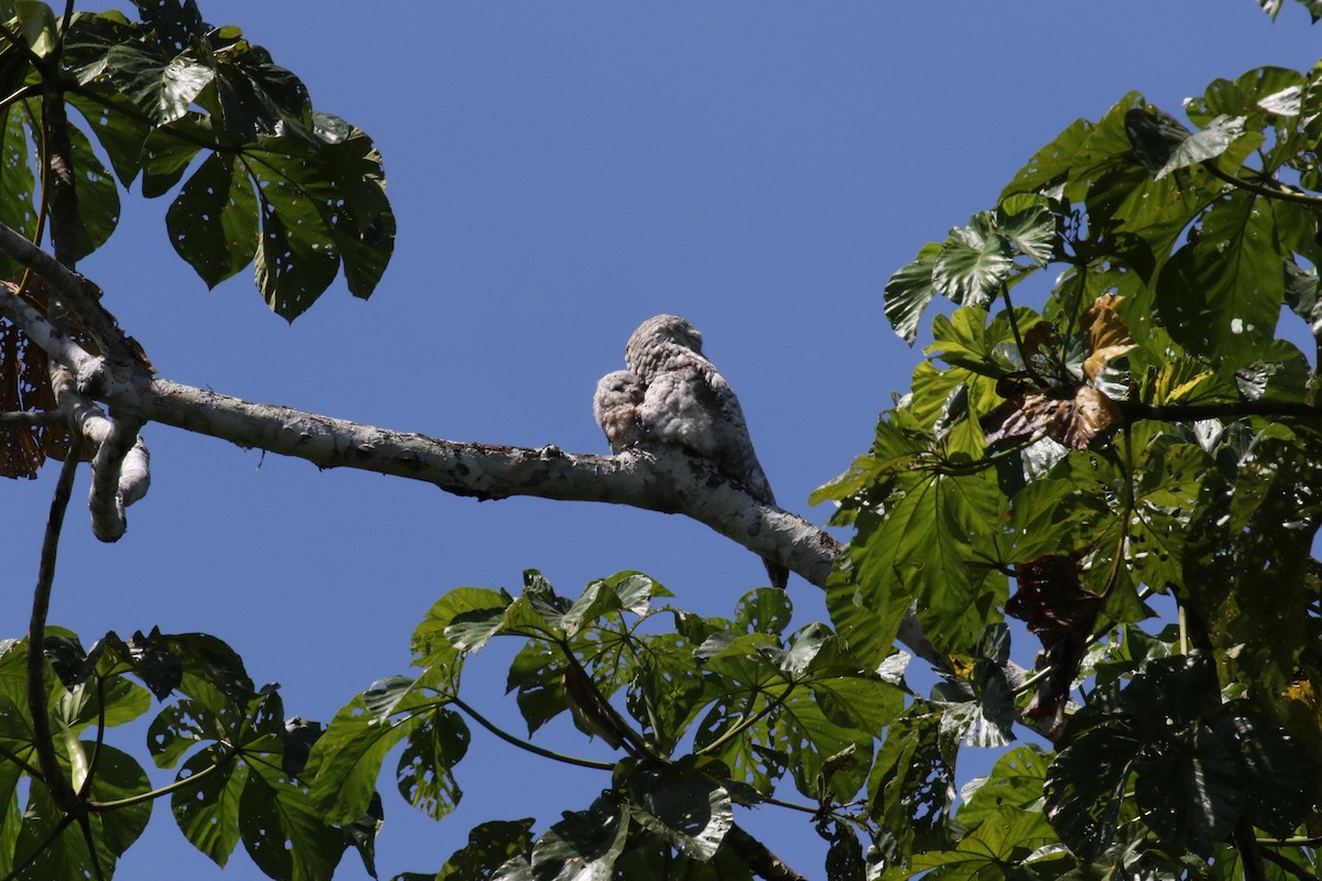 Great Potoo - ML644885691