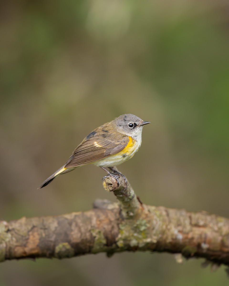 סבכון חכלילי - ML644885713