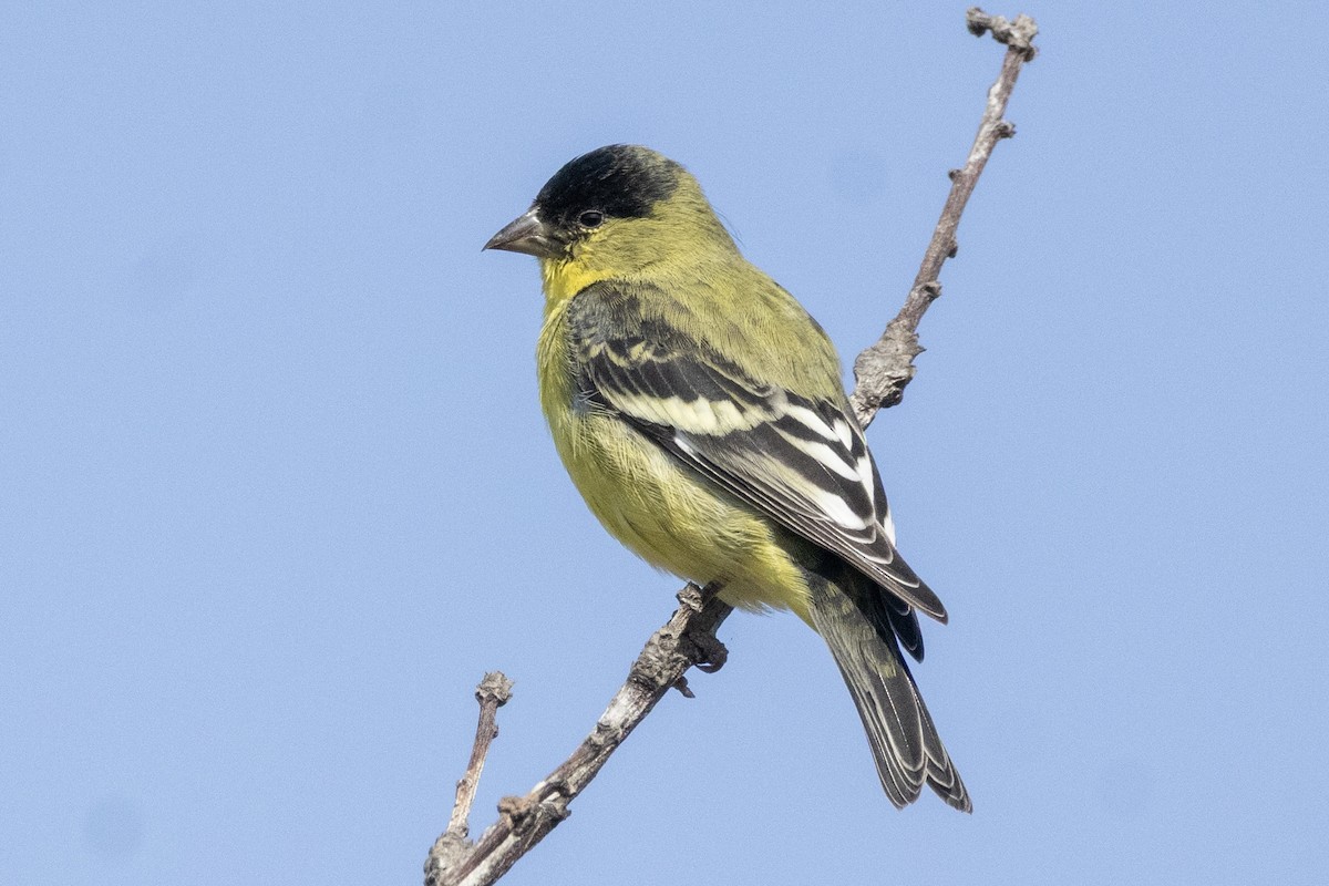Lesser Goldfinch - ML644885728