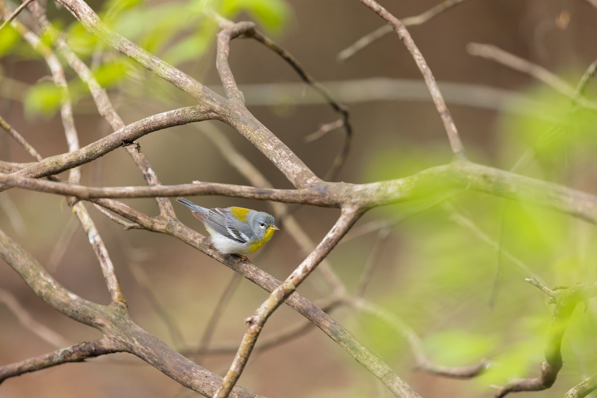 Northern Parula - ML644885738