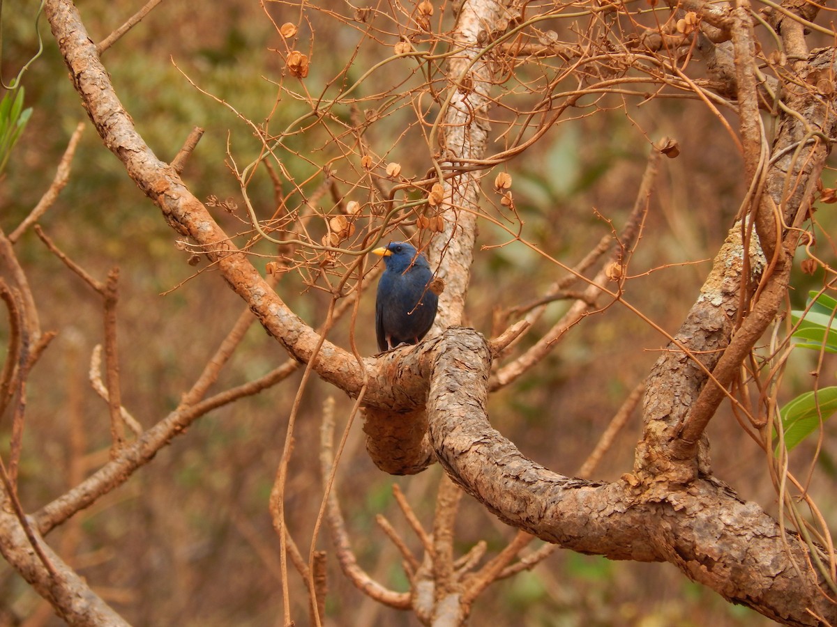 アオノジコ - ML644885753