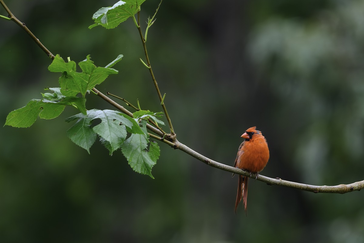 Northern Cardinal - ML644885755