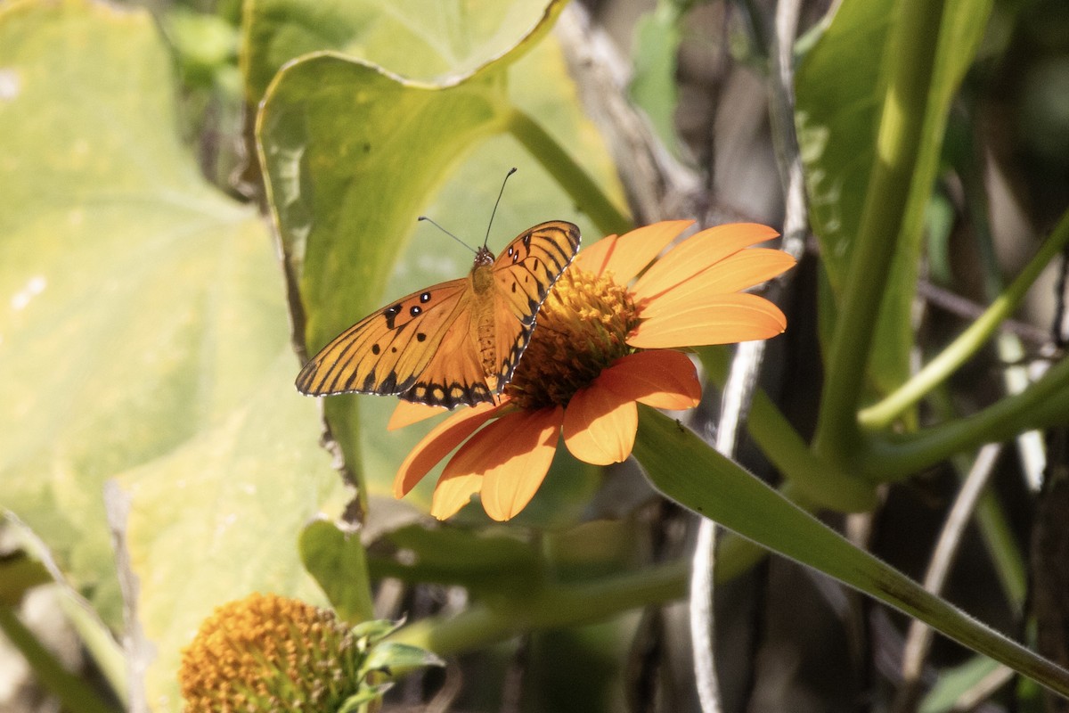 Gulf Fritillary - ML644885763